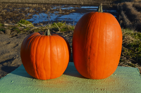 最終値下げ ハロウィンかぼちゃ ジャンボかぼちゃ アトランティックジャイアント 大きいかぼちゃ通信販売