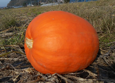 ハロウィン向けかぼちゃ