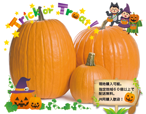 ハロウィンかぼちゃ通信販売 購入